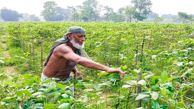 গোমতীর চরে বন্যার পর আবারও শাকসবজি আবাদে ব্যস্ত কুমিল্লার কৃষকরা