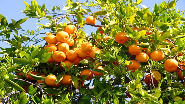নেত্রকোণার সীমান্তে বাড়ছে মাল্টা চাষ