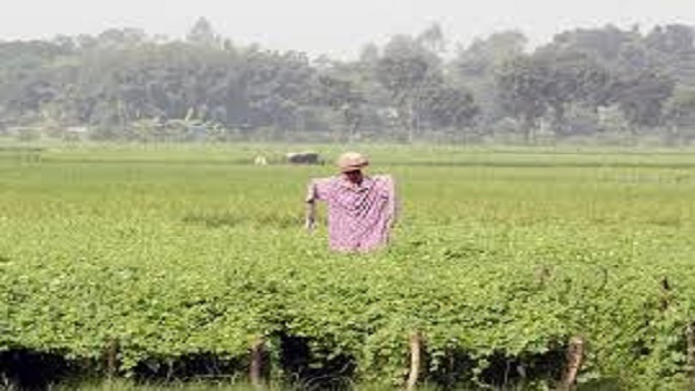 মানিকগঞ্জে অসময়ের বৃষ্টির ক্ষতি কাটিয়ে ঘুরে দাঁড়াচ্ছেন সবজি চাষিরা