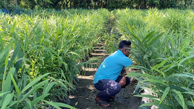 আদা চাষের আগ্রহ বাড়ছে কিশোরগঞ্জের কৃষকদের