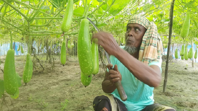 হাজারী লাউ চাষে সফল ময়দান আলী