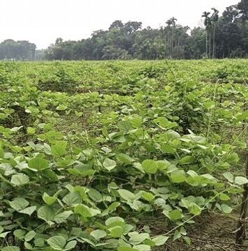 ময়মনসিংহে বন্যায় ১১ কোটি টাকার শাকসবজি নষ্ট, বাজারে দাম বৃদ্ধি