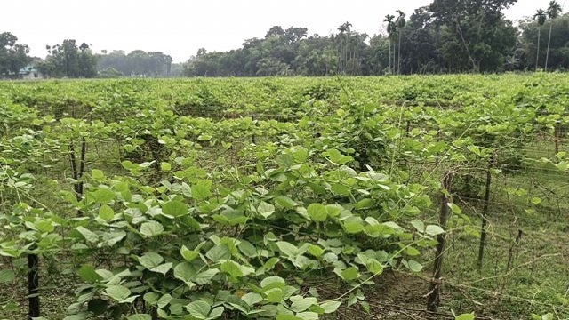 ময়মনসিংহে বন্যায় ১১ কোটি টাকার শাকসবজি নষ্ট, বাজারে দাম বৃদ্ধি