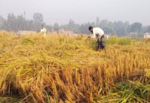 দিনাজপুরে আগাম জাতের আমন ধান কাটা শুরু, কৃষকেরা লাভবান