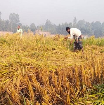 দিনাজপুরে আগাম জাতের আমন ধান কাটা শুরু