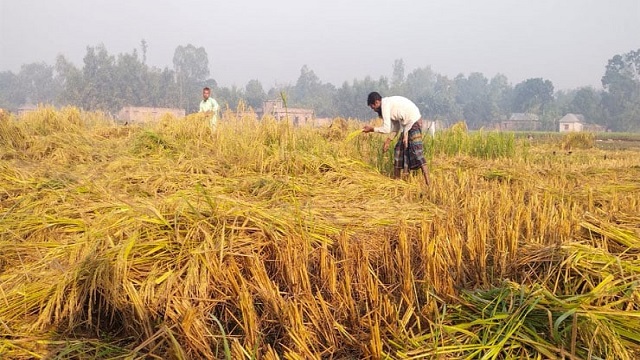 দিনাজপুরে আগাম জাতের আমন ধান কাটা শুরু