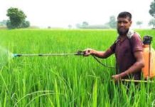 মেহেরপুরে ধান চাষিরা পোকা ও পচন রোগে দিশেহারা 