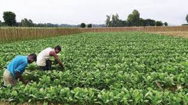 চুয়াডাঙ্গায় শীতের আগাম সবজি চাষে ব্যস্ত কৃষক