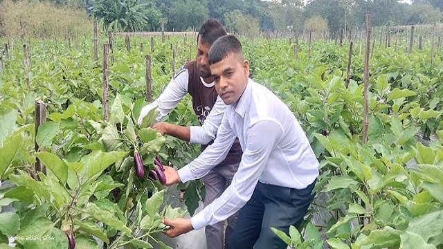 গোপালগঞ্জে মালচিং পদ্ধতিতে বেগুন চাষে বাজিমাত