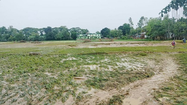 ঝিনাইগাতীতে বন্যার প্রভাবে ধানের ব্যাপক ক্ষতি: