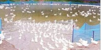 সাতক্ষীরায় বাণিজ্যিকভাবে গড়ে উঠছে বেলজিয়াম জাতের হাঁসের খামার সাতক্ষীরায় বাণিজ্যিকভাবে গড়ে উঠছে বেলজিয়াম জাতের হাঁসের খামার