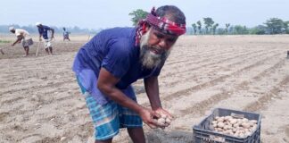 দিনাজপুরে আগাম আলু চাষে বেড়েছে উৎপাদন খরচ