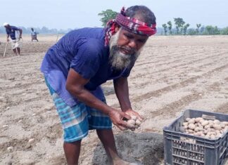 দিনাজপুরে আগাম আলু চাষে বেড়েছে উৎপাদন খরচ