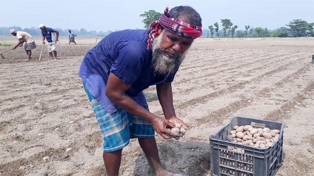 দিনাজপুরে আগাম আলু চাষে বেড়েছে উৎপাদন খরচ