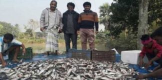 পাবদা মাছ চাষ করে সাতক্ষীরা চাষীদের সাফল্য