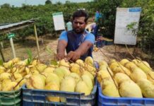 রাজশাহীতে কাটিমন আম চাষে গতি পাচ্ছে স্থানীয় অর্থনীতি