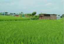 বরেন্দ্রে ১৭ বছরে কমেছে ৯০ হাজার হেক্টর ফসলী জমি