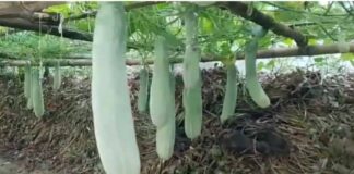 সর্জন পদ্ধতিতে শসা চাষ: ৩০ দিনেই দেড় কেজি ওজনের ফলন