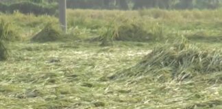 উত্তরের ফসল বৃষ্টিতে প্লাবিত, কৃষকের ব্যাপক ক্ষতির শঙ্কা