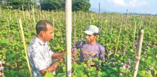 চাষ হচ্ছে সাত প্রজাতির শিম