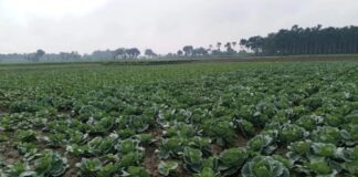 নড়াইলে শীতকালীন শাক সবজির ব্যাপক ফলনের সম্ভাবনা