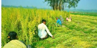 আগাম সরিষার বাম্পার ফলন, কৃষকের মুখে হাসি