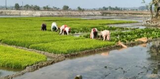 প্রতিকূলতা মোকাবিলায় সাতক্ষীরায় আগাম বোরো ধান চাষ