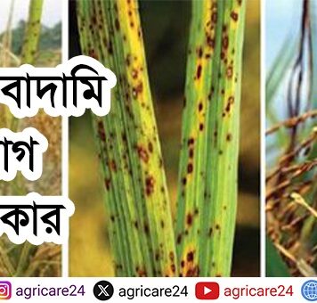 ধানের বাদামি দাগ রোগ ও প্রতিকার