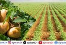 এক নজরে আলু চাষিদের জন্য করণীয়