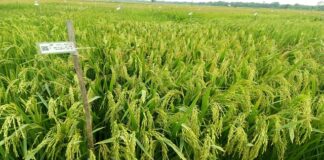 কৃষিখাতে যুক্ত হল ৬ নতুন ধানের জাত, খাদ্যনিরাপত্তায় নয়া সম্ভাবনা