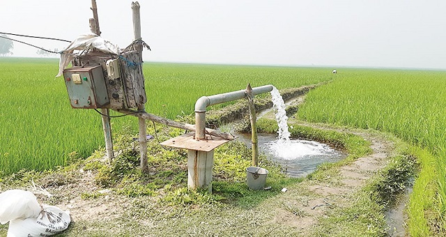Boro_Rice
