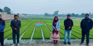 কৃষিতে আধুনিকতার ছোঁয়া: চিরিরবন্দরে জনপ্রিয় হচ্ছে `আদর্শ বীজতলা`