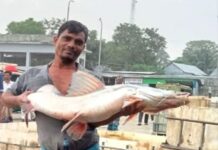 জেলের জালে ধরা পড়ল ১৪ কেজির আইড় মাছ