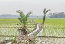 সেচ প্রকল্প দখল: পানির অভাবে ঝুঁকিতে ৫০ একর আবাদ
