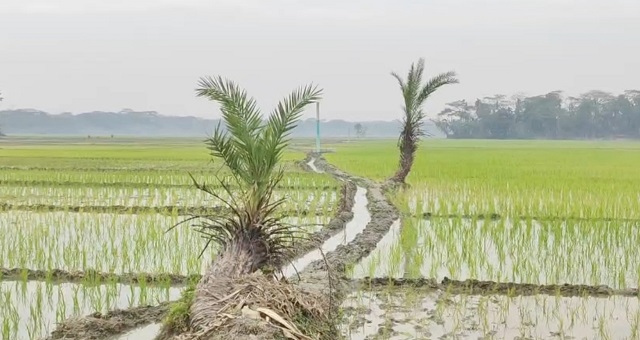 irri-crops-20260224052511