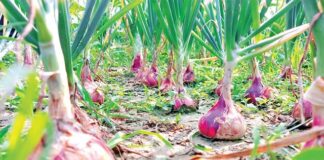 সরকারি প্রণোদনা ও ভালো দাম, পেঁয়াজ চাষে আগ্রহ বাড়ছে চাষিদের
