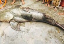 বগুড়ার যমুনায় মিলল ১০৫ কেজির বাঘাইড় মাছ