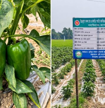 মুরাদনগরে প্রথমবার ক্যাপসিকাম চাষ, কৃষকদের মাঝে নতুন সম্ভাবনার স্বপ্ন