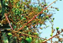 আমের মুকুল ও গুটি ঝরা রোধে করণীয়