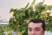 এক ছাদে হাজার স্বপ্ন—নাটোরের ব্যাংকার আশরাফি নোমানের সবুজ বিপ্লবে বদলাচ্ছে নগর জীবনের পরিবেশচিত্র